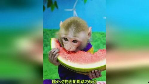 老猴子吃瓜,揭秘猴界趣闻背后的生态智慧