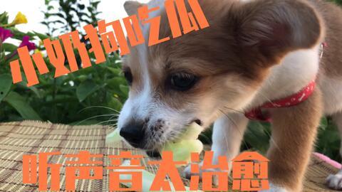 最强路人吃瓜狗,揭秘娱乐圈幕后真相