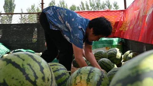 高阳西庄村吃瓜事件,一场引发热议的乡村奇闻