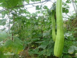 砍瓜的吃,探索夏日消暑美食新选择