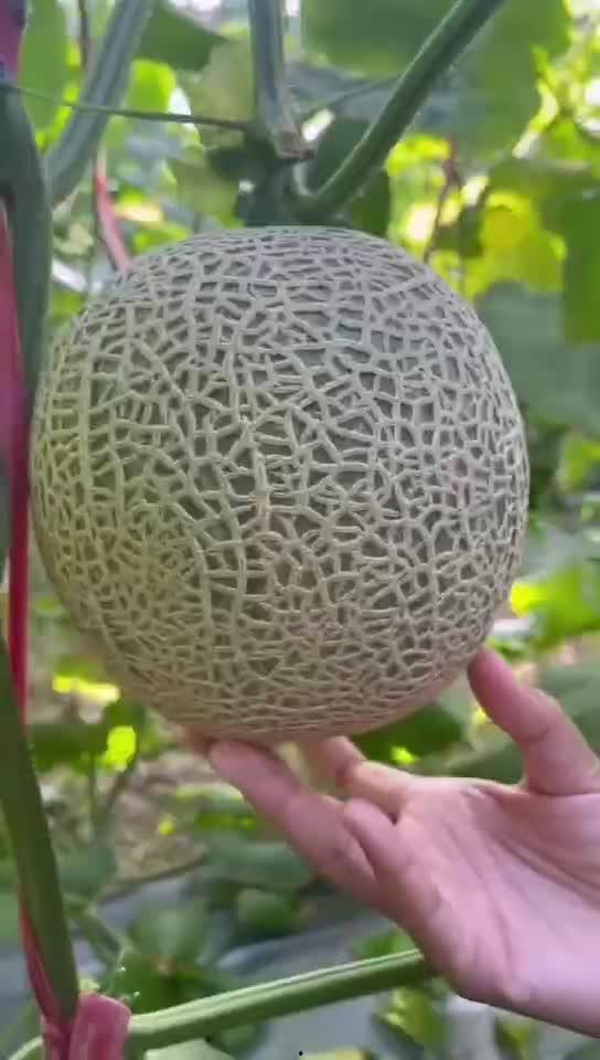 蜜瓜哪里可以吃,探寻全球蜜瓜品尝胜地