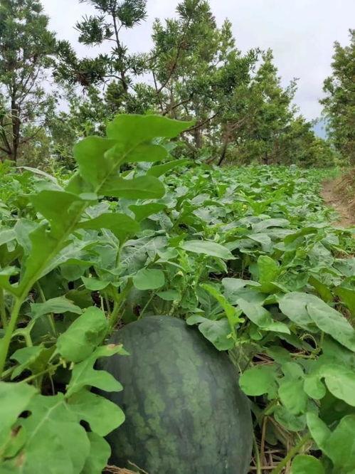 吃瓜踩瓜,吃瓜踩瓜，共享夏日清凉时光